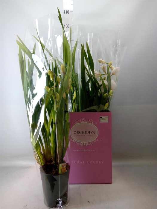 <h4>Cymbidium   ...</h4>