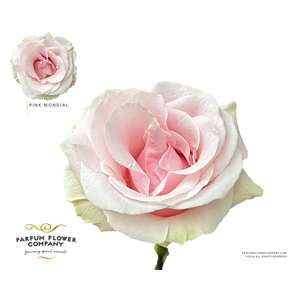 Rosa Premium Pink Mondial