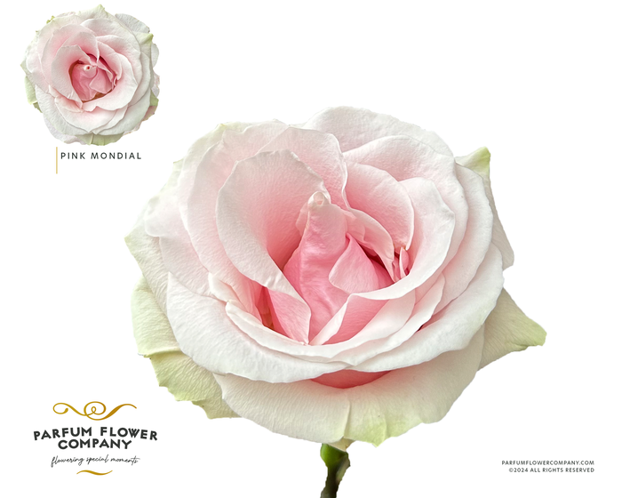 <h4>Rosa Premium Pink Mondial</h4>