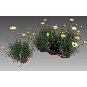 Rhodan H Zagora Yell