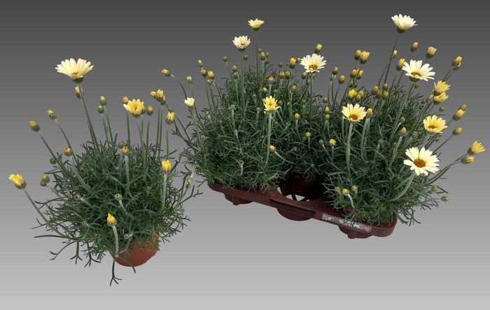 <h4>Rhodan H Zagora Yell</h4>