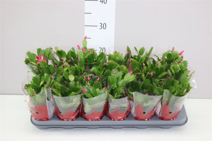 <h4>Schlumbergera Rood Wit 15+</h4>