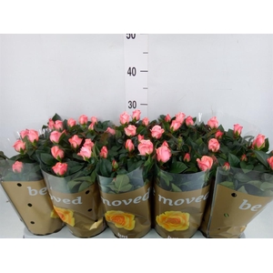 Rosa 'Candy Beau Monde'