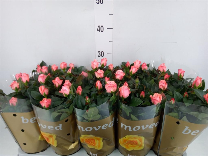<h4>Rosa  'Candy Beau Monde'</h4>