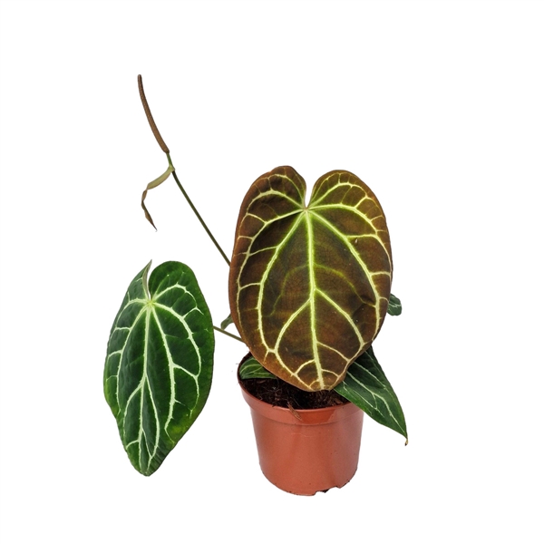 <h4>Casa Botanica Anthurium Crystallinum x Ace of Spades</h4>