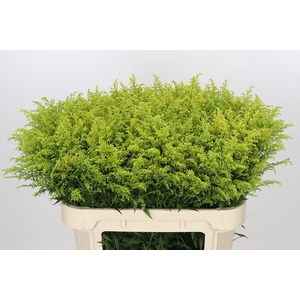 Solidago Tara