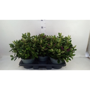 Hebe  'Hebedonna Alina'