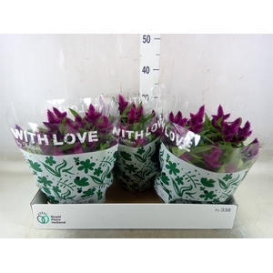 Celosia arg. SP 'Intenz'