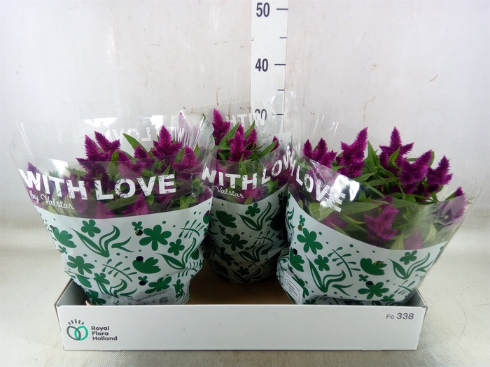 <h4>Celosia arg. SP 'Intenz'</h4>