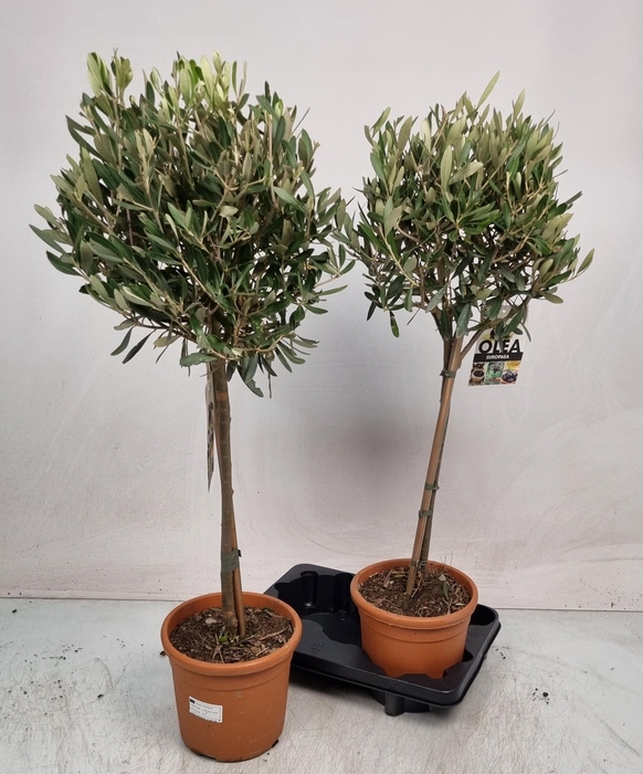 <h4>OLEA EUROPAEA</h4>