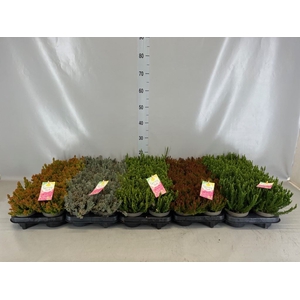 Calluna vulg.   ...