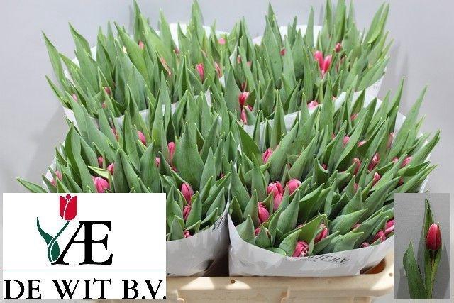 <h4>TU EN DEBUTANTE</h4>