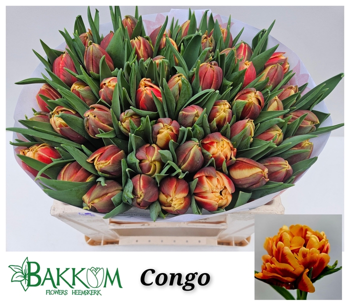 <h4>TU DU CONGO</h4>