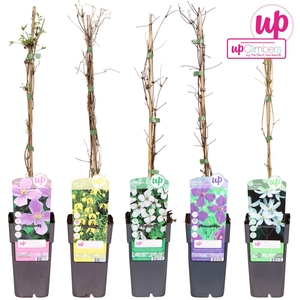 Clematis mix tray kleinbloemig P15