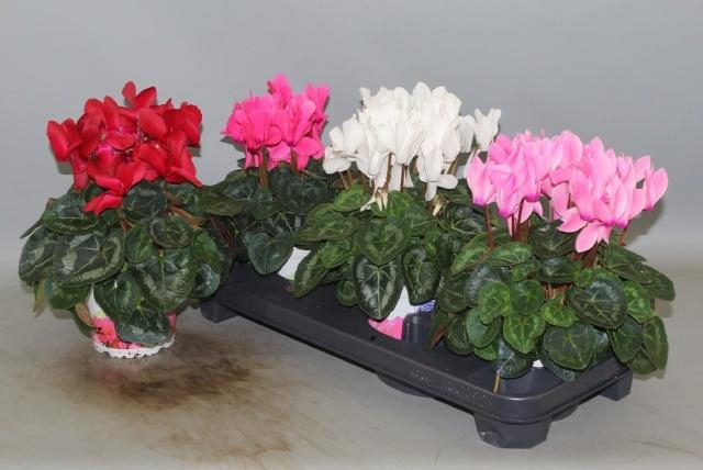 <h4>CYCL GR SUP XL</h4>