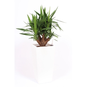 Yucca elephantipes in Piza pot 