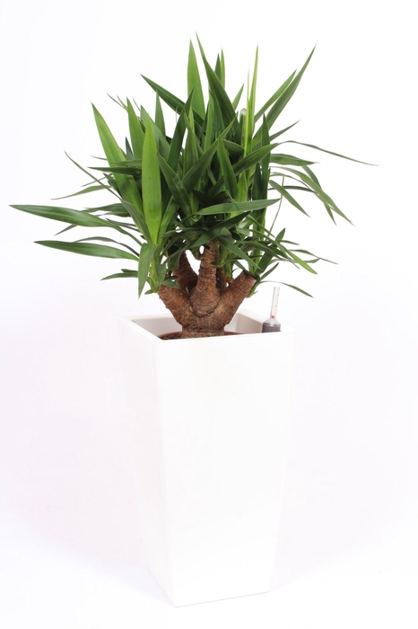 <h4>Yucca elephantipes in Piza pot "wit"</h4>