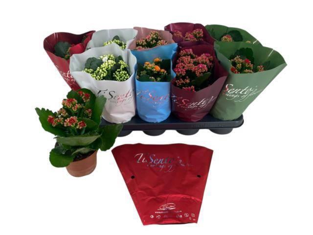 <h4>KAL GE GEM 5 KL</h4>