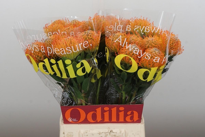 <h4>Nutans Ayoba Sun</h4>