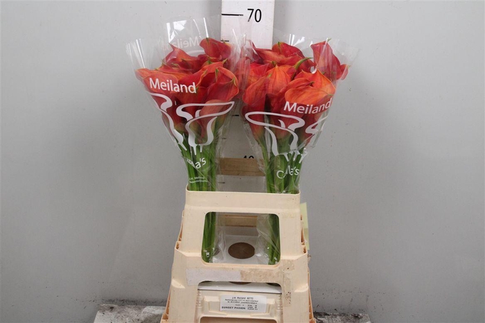 <h4>Zant Sunset Passion</h4>