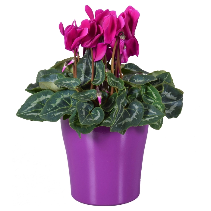 <h4>Cyclamen in paars "Bombé" keramiek</h4>