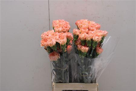 <h4>Di St Goldy</h4>