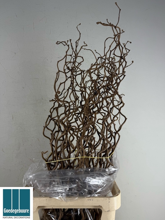 <h4>CORYL AV CONTORTA</h4>