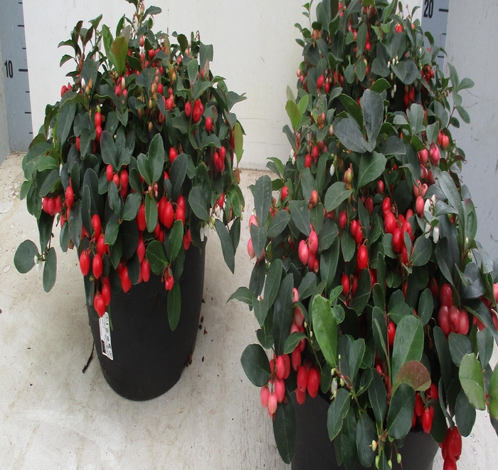 <h4>GAULTH PR BIG BERRY</h4>