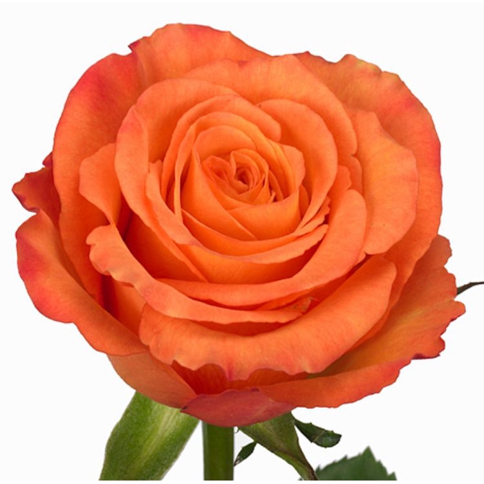 <h4>Rosa Confidential</h4>
