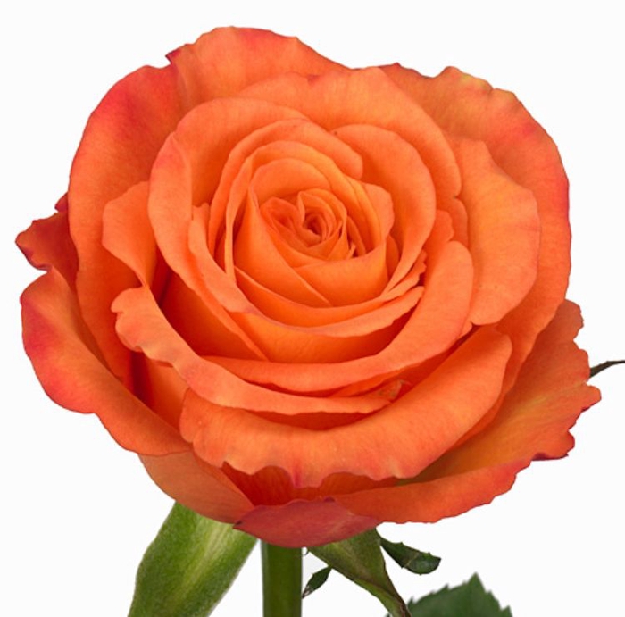 Rosa Confidential