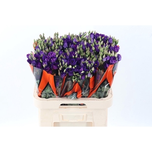 Eus E Picco Violet