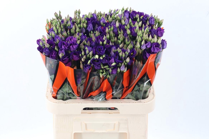 <h4>Eus E Picco Violet</h4>
