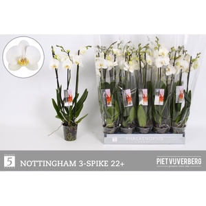 PHAL AN NOTTINGHAM