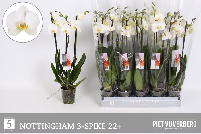 <h4>PHAL AN NOTTINGHAM</h4>