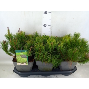 Pinus mugo var. pumilio