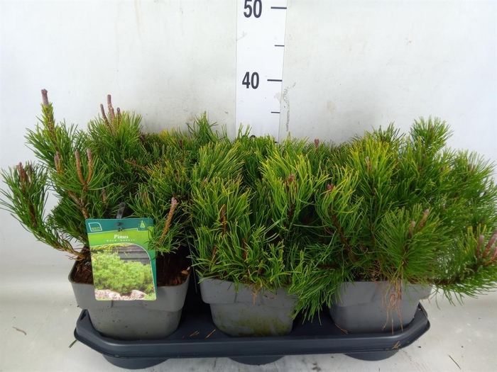<h4>Pinus mugo var. pumilio</h4>