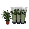 Spathiphyllum  'Bingo Cupido'