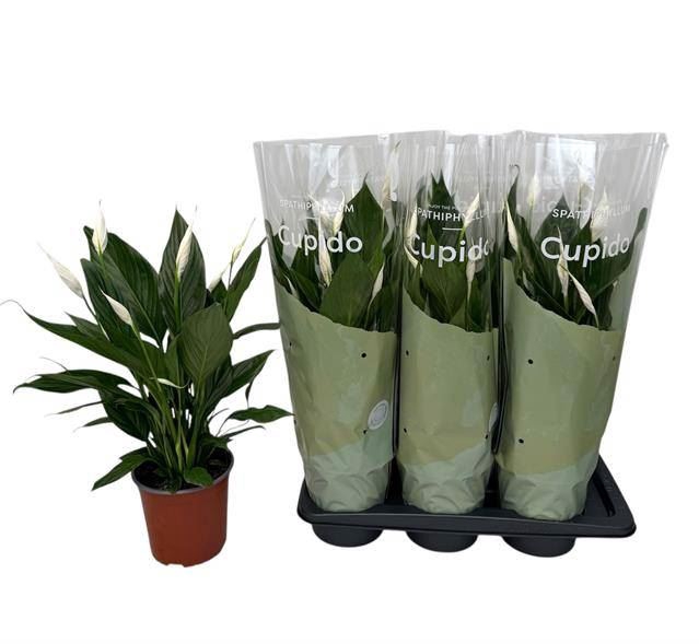 Spathiphyllum  'Bingo Cupido'