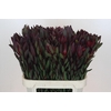 Leucadendron Saf Sunset Dark Red