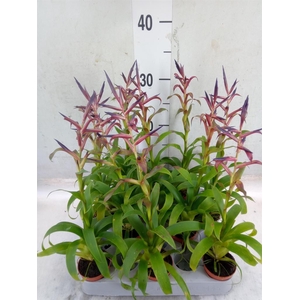 Tillandsia leiboldiana 'Mora'