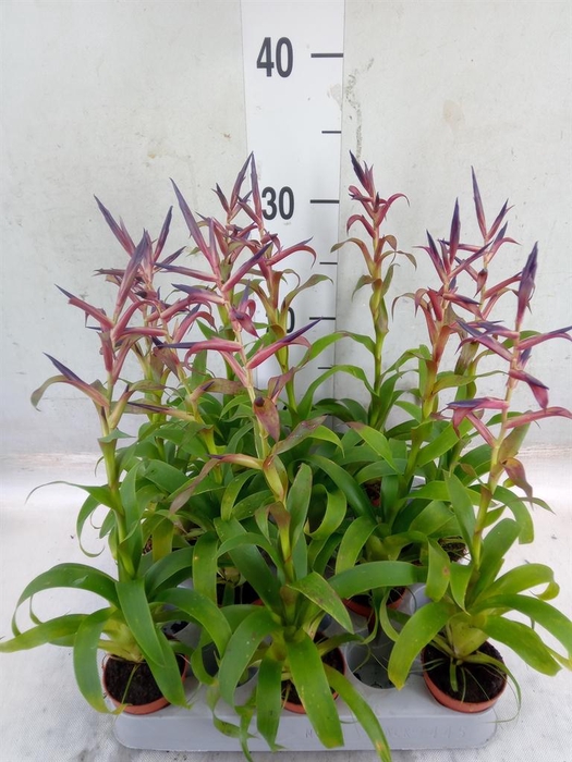 <h4>Tillandsia leiboldiana 'Mora'</h4>