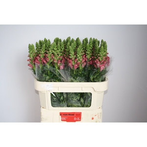 Antirrhinum Avignon Cherry Rose