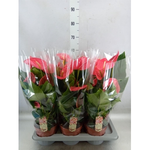 Anthurium andr. 'California'