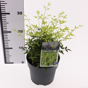 Nandina domestica 'Lemon and Lime'PBR