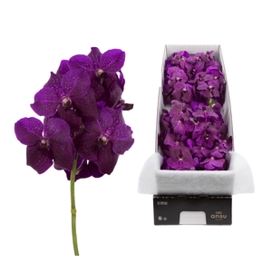 Vanda  'Sumathi Magic Fuchsia'