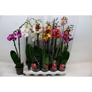 PHAL GEM 7 KL