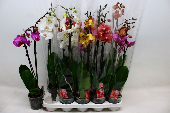 <h4>PHAL GEM 7 KL</h4>