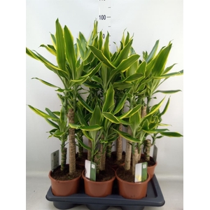 Dracaena frag. 'Golden Coast'