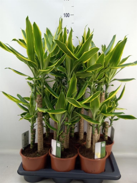 <h4>Dracaena frag. 'Golden Coast'</h4>