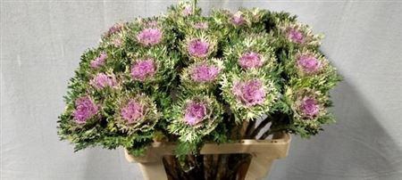 <h4>Brass Crane King</h4>